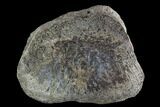 Hadrosaur Toe Bone - Alberta (Disposition #-) #95132-1